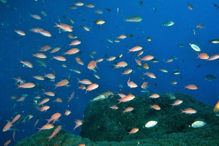 Un banc de rouget passe devant l’objectif du dispositif d’étude scientifique (Crédit photo : Françoise Loques)