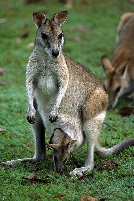 wallaby-tondeuse