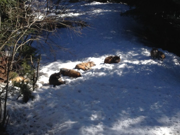 photo loups mercantour Philémon