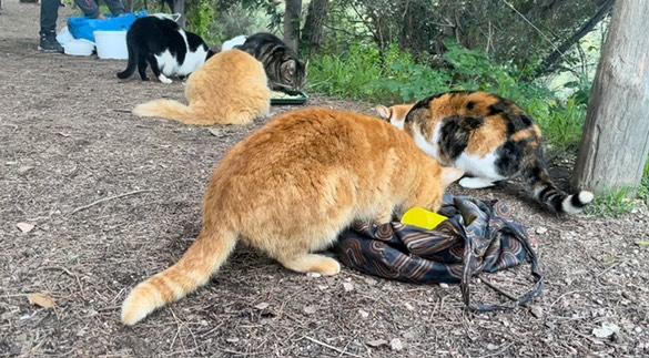 3 chats mangent dans le parc des Croix-des-Gardes à Cannes.