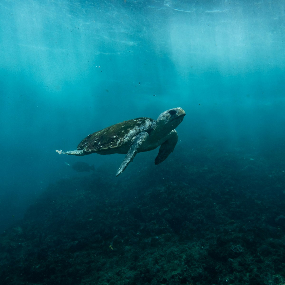 La naissance de tortues à Juan-Les-Pins, un évènement extrêmement rare