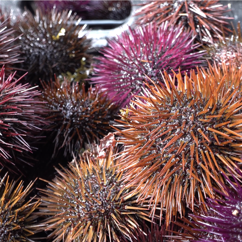 Le sport hivernal à Nice: La dégustation d&rsquo;oursin